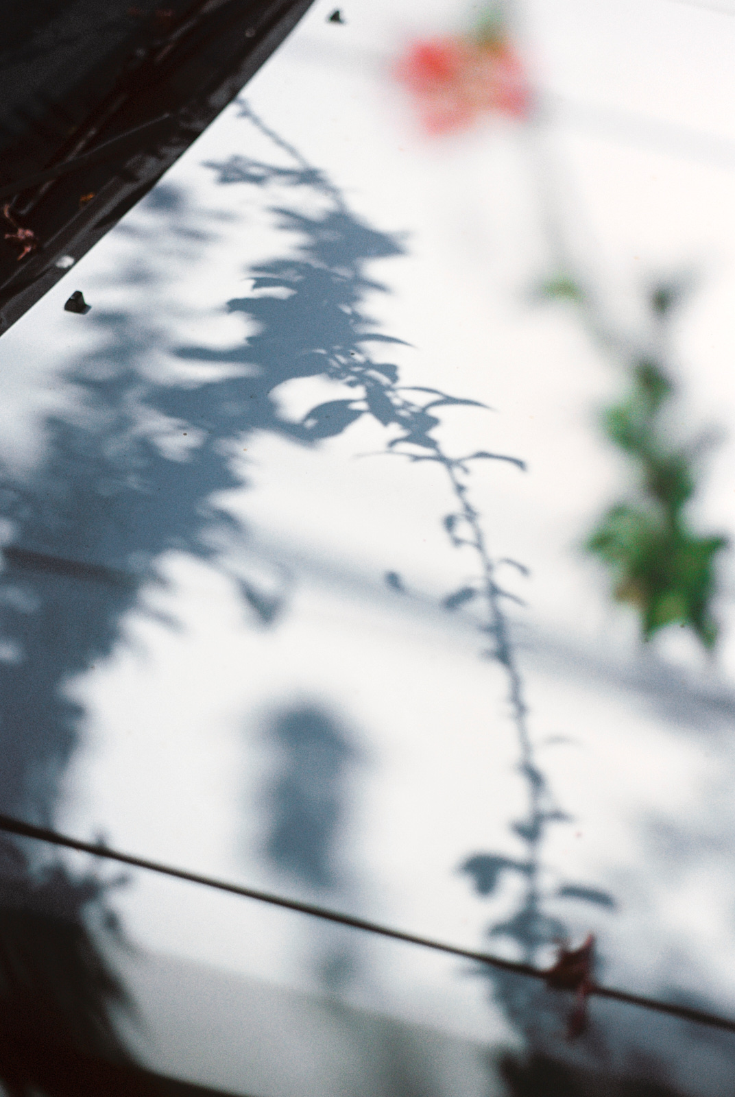 Mari Giudicelli - Rio De Janeiro