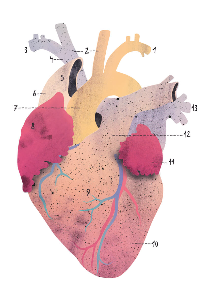 Heart & Lungs