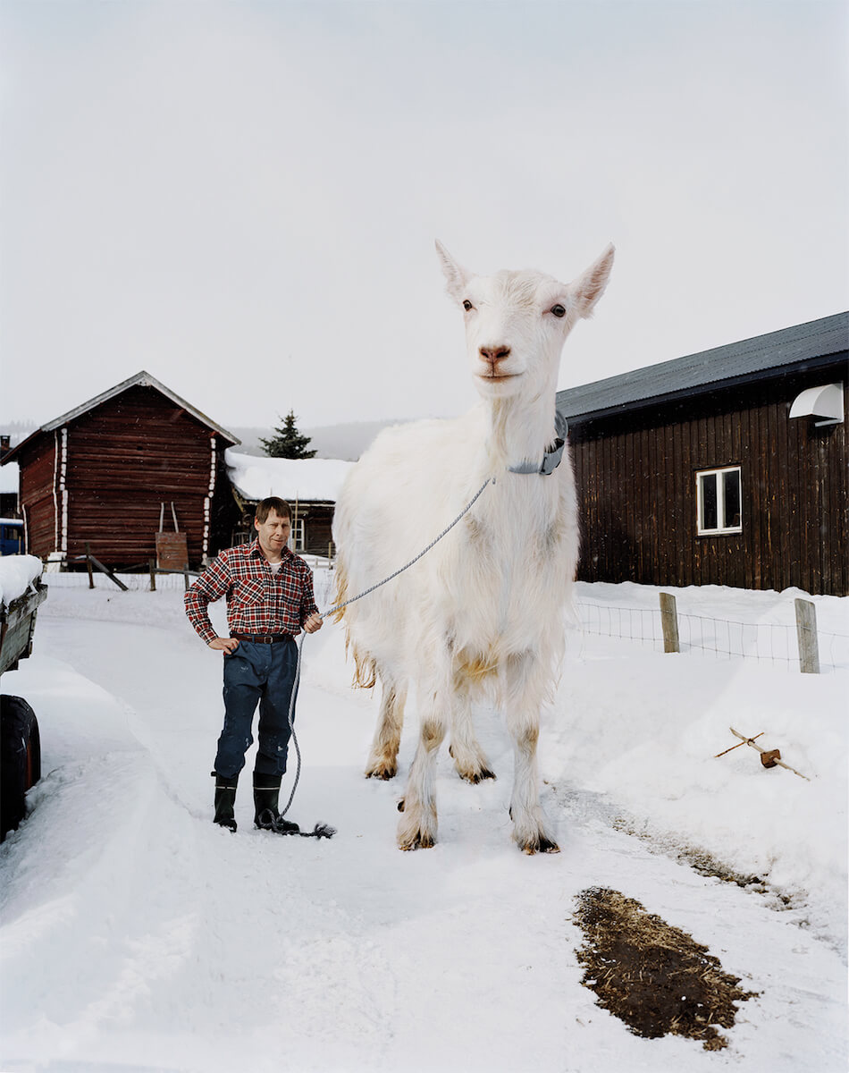 Synnøve Finden - New Goat Cheese With More Goat